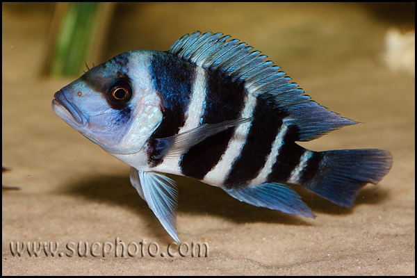 Cyphotilapia gibberosa 'Kakwele'